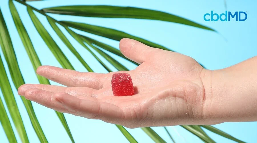 hand holding cbd gummie from cbdMD