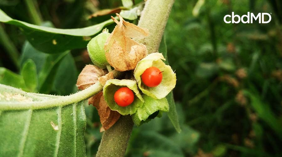 A ashwagandha plant