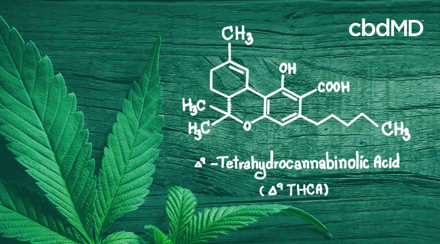 Illustration of delta 9 tetrahydrocannabinolic acid molecules next to a marijuana leaf