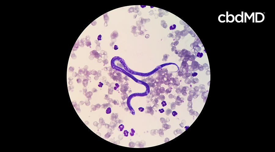 microscopic view of a heartworm