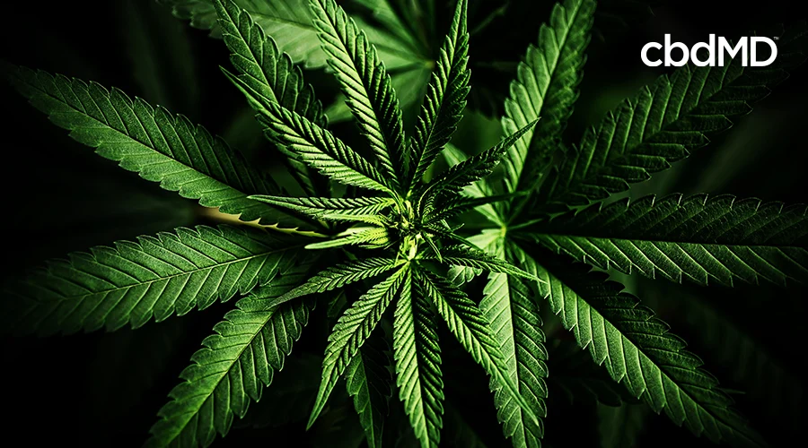 up close photo of cannabis plant