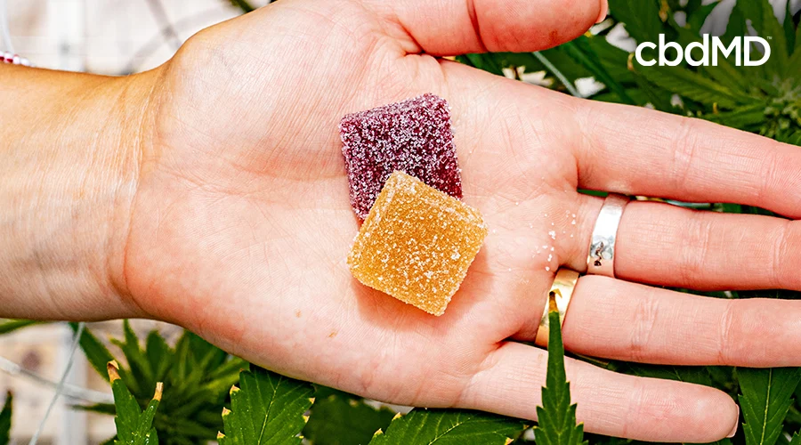 cbdMD cbd gummies in hand over a palm leaf