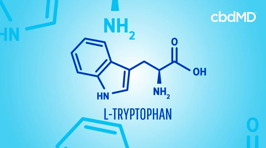 diagram showing the chemical makeup of L-tryptophan