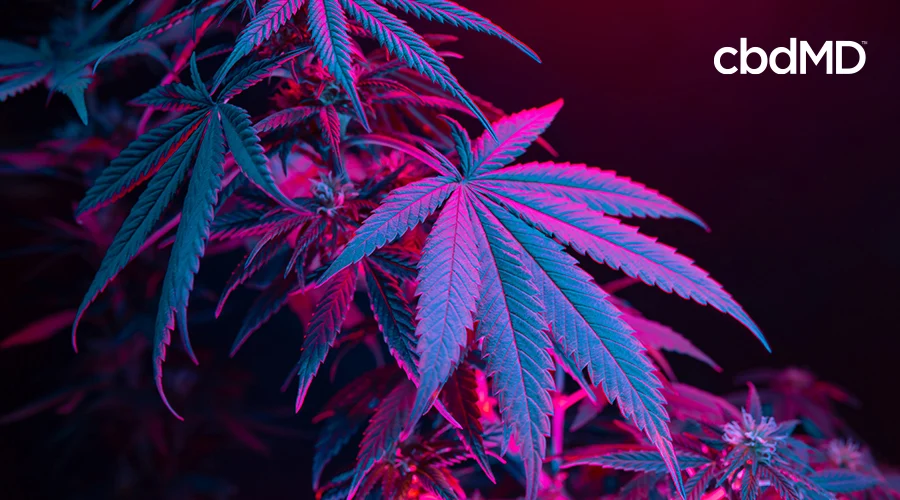hemp flower under purple and blue lighting