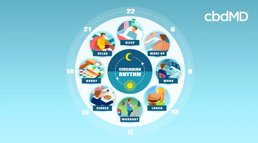 diagam of the circadian rhythm