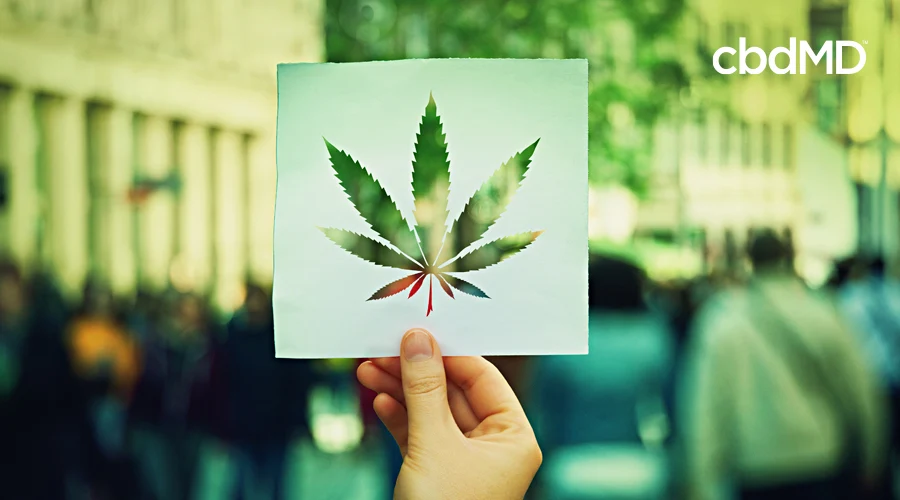 A hand holds up a piece of paper with a hemp leaf cut out