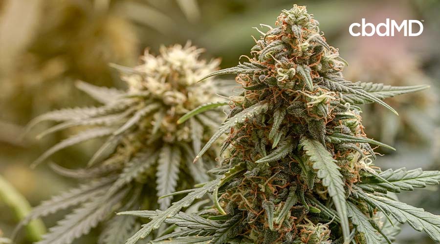 macro shot of cannabis flower