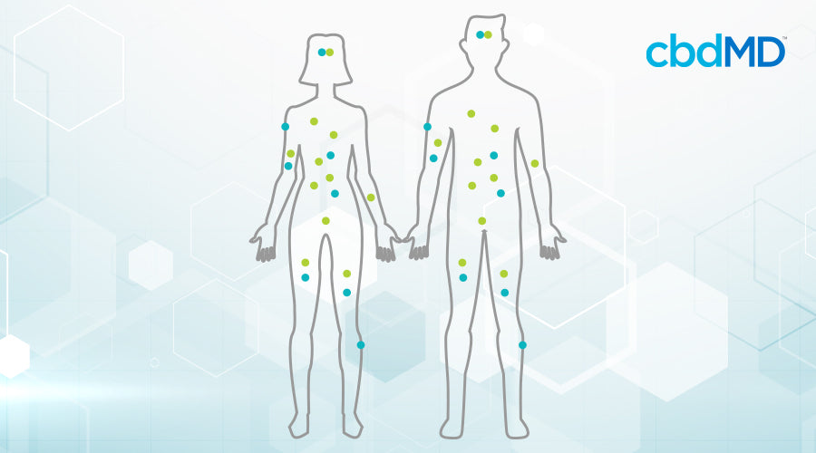 diagram of the CB1 and CB2 receptors in the endocannabinoid system