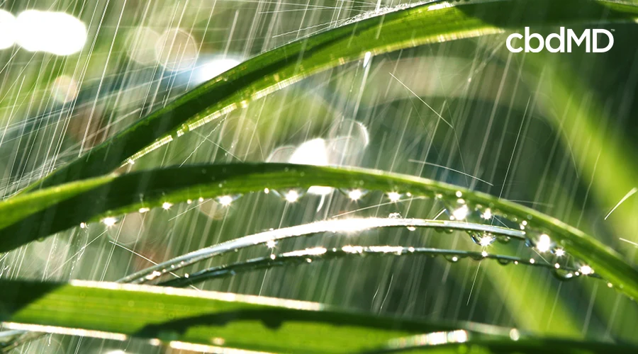 Rain coming down on plant leaves