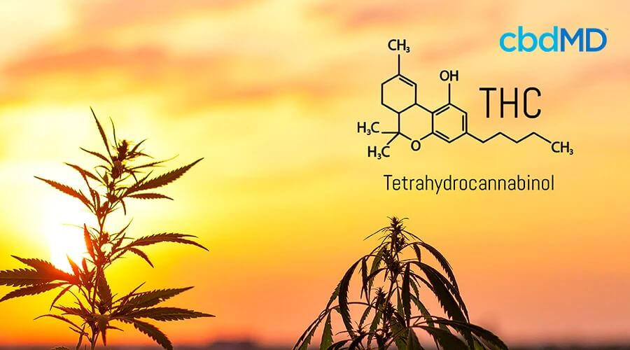 Illustration of thc tetrahydrocannabinol next to marijuana plants and with the sun shinning in the background