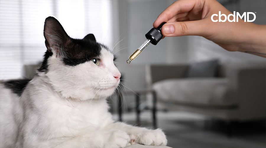 Someone giving their cat a dropper full of CBD oil.