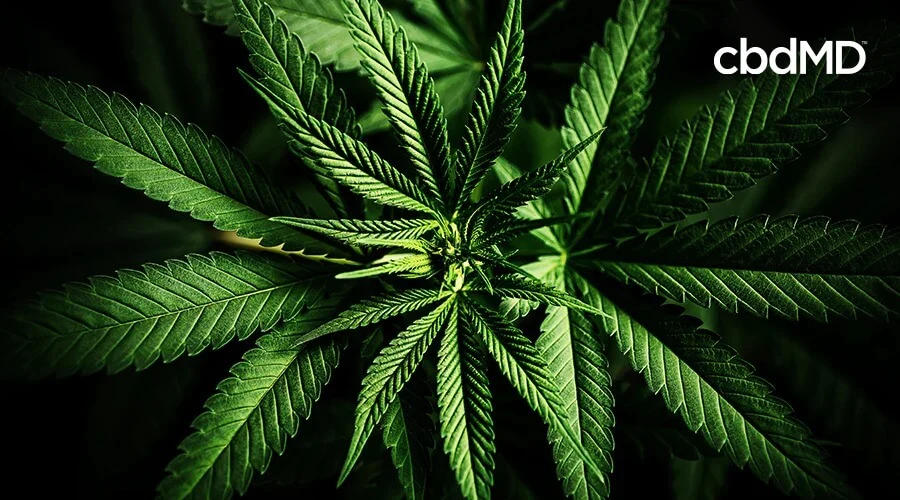 A cannabis plant sits against a plain background with CBD in the foreground
