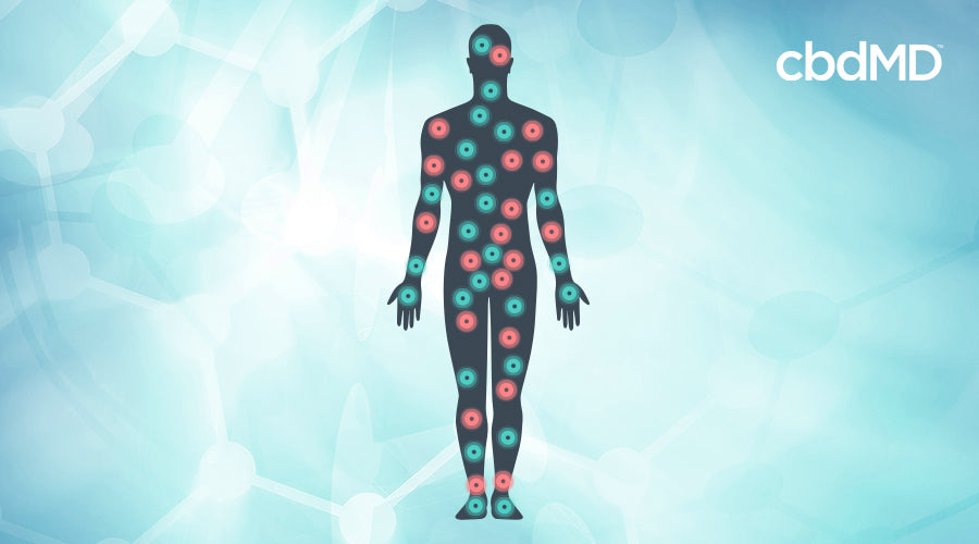 A diagram of the endocannabinoid system in the body