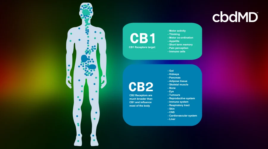 Diagram of CB1 and CB2 receptors in the body.