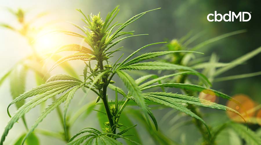 hemp plant in sunlight