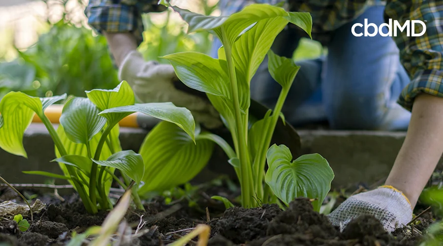 person starting home garden