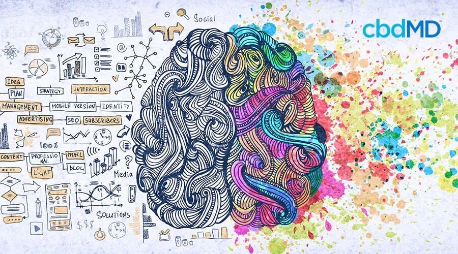 Infographic of right vs left brain inputs and outputs