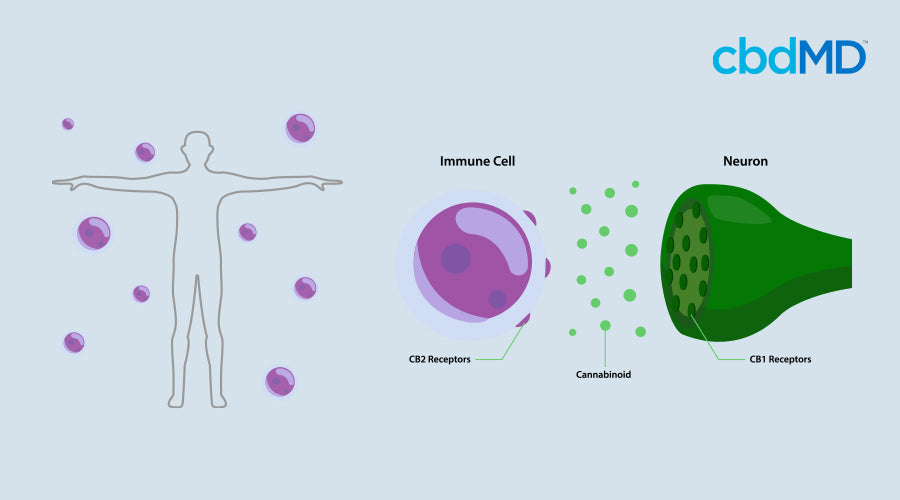 infographic depicting the endocannabinoid system