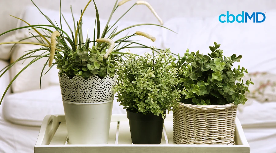 Three plants in pots next to each other with a couch in the background