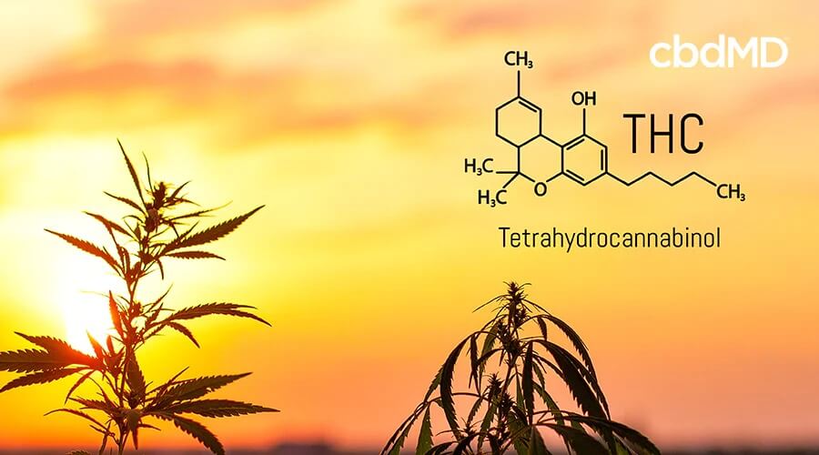 Diagram of of tetrahydrocannabinol thc next to cannabis plants outside