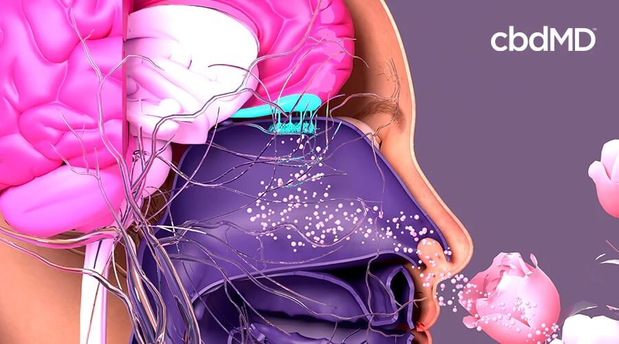 diagram of how aromas affect the brain