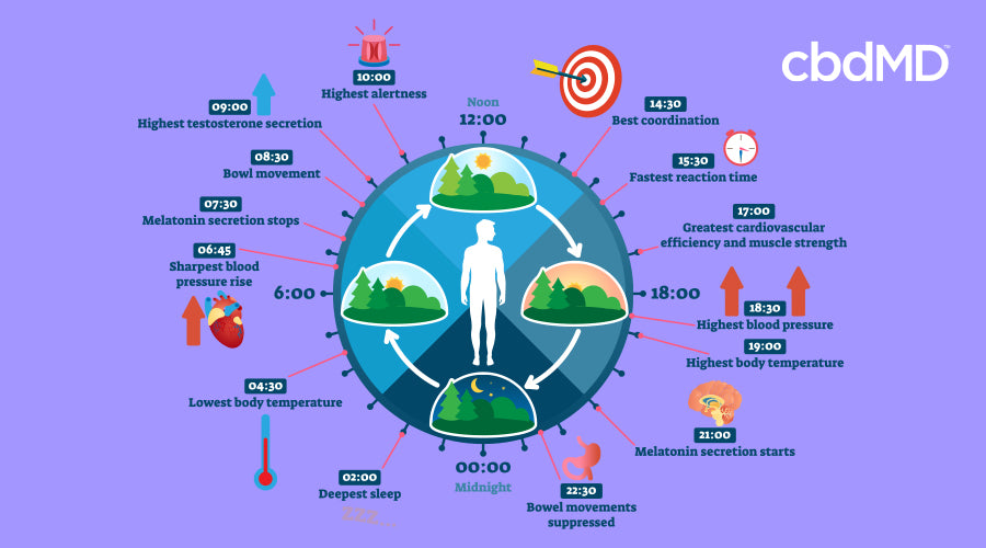 Diagram of body changes throughout the day.