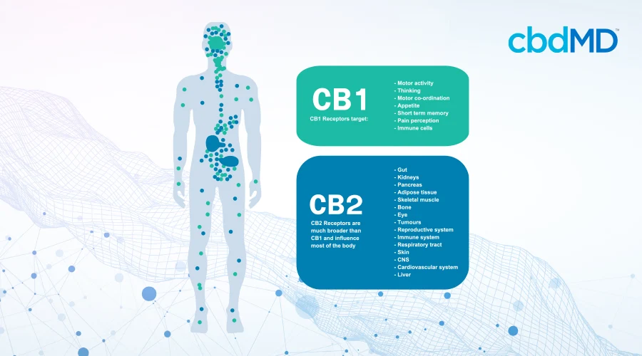 CB1 and cbd2 illustration with descriptions for cb1 cb2 and a diagram of a man showing locations of cb1 cb2 receptors