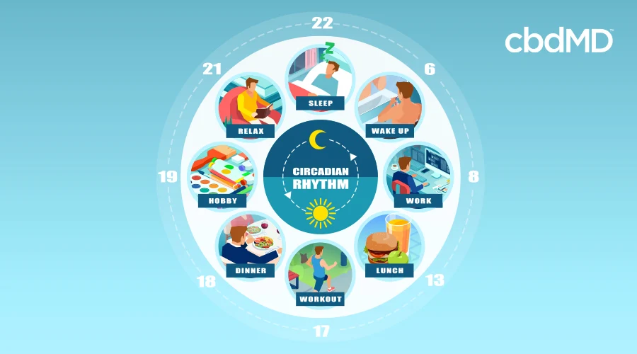 diagram outlining the circadian rhythm