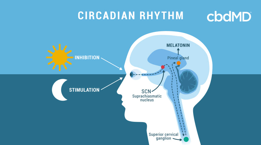 circadian rhythm explained