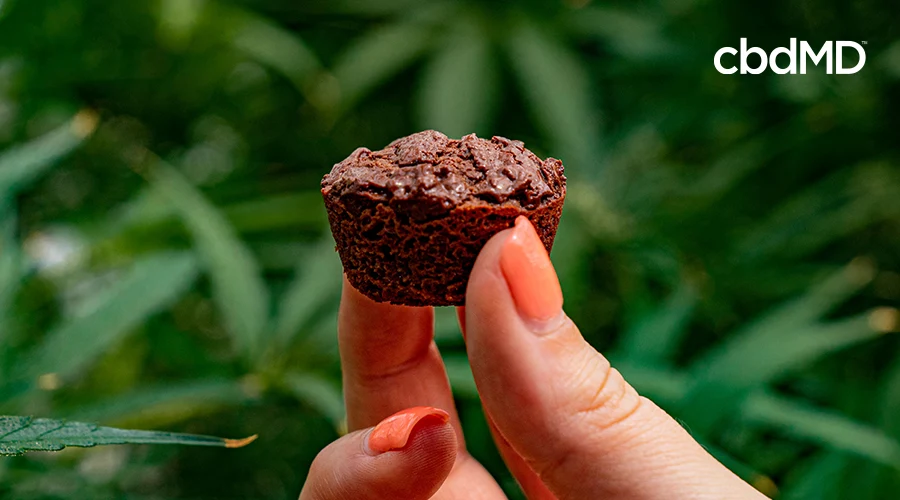 A woman holding a CBD brownie with her fingers with cannabis leaves around it