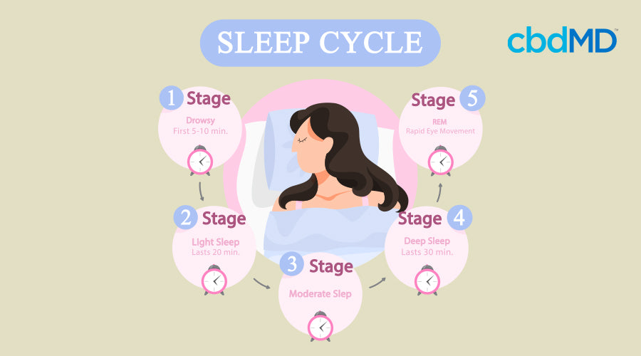 infographic explaining the 4 stages of sleep cycles