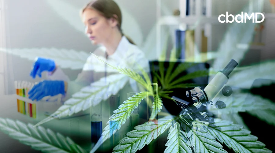 A woman performing lab tests with marijuana leaves faded in the foreground