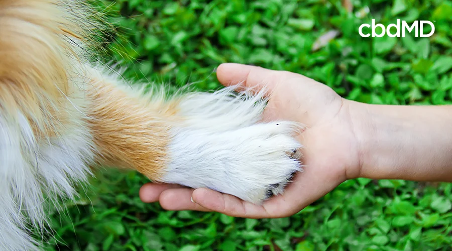 what is pet appreciation week