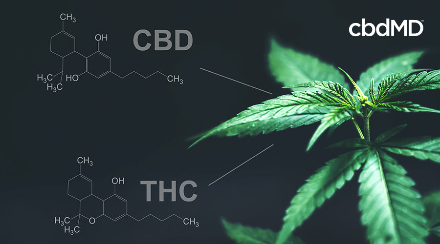 A cannabis plant sits with two bottles nearby and thc and cbd written across the image