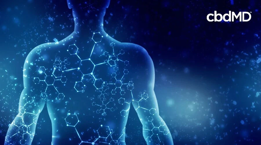 Illustration of an outline of a man with various molecules and other pieces floating around him