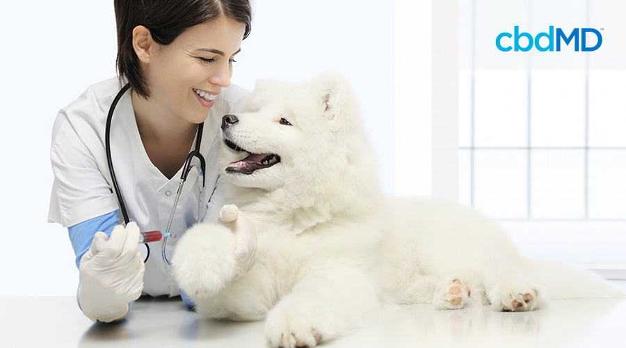 cbdMD celebrates National Pet Appreciation Week