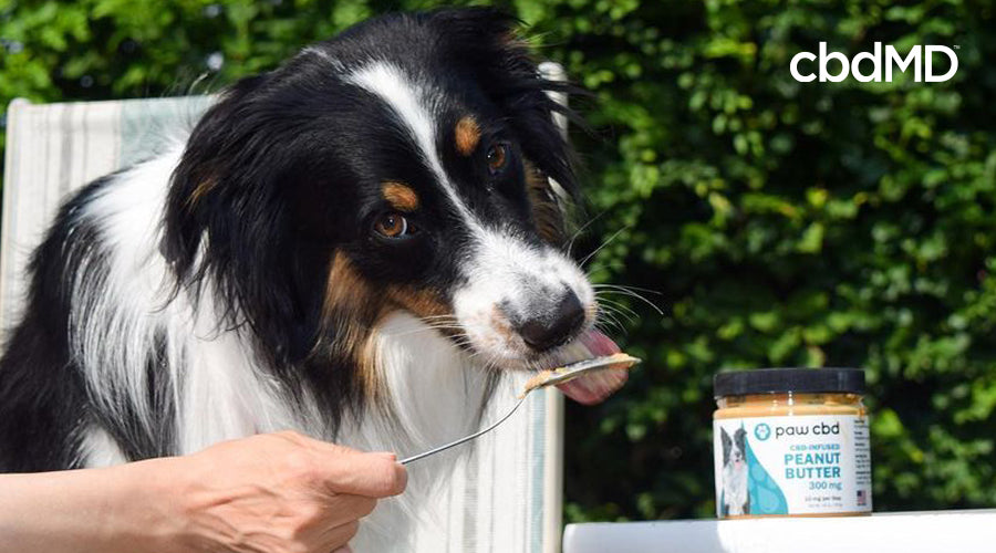 Someone giving their dog paw cbd peanut butter.