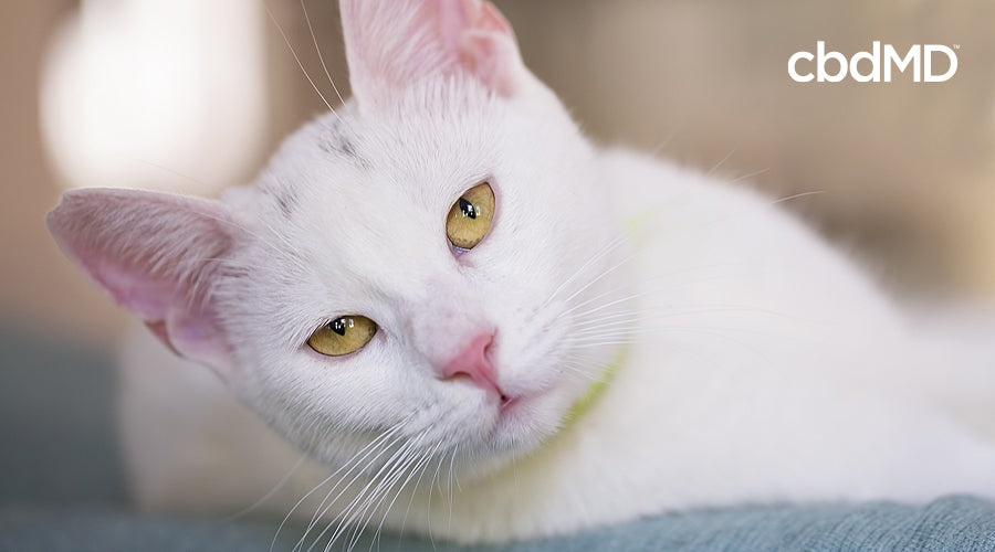 An older white cat lays on its side and looks directly into the camera