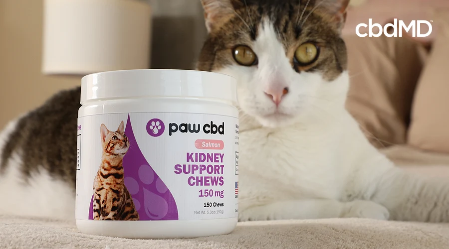 An older brown and white cat sits next to a bottle of kidney support chews from paw cbd
