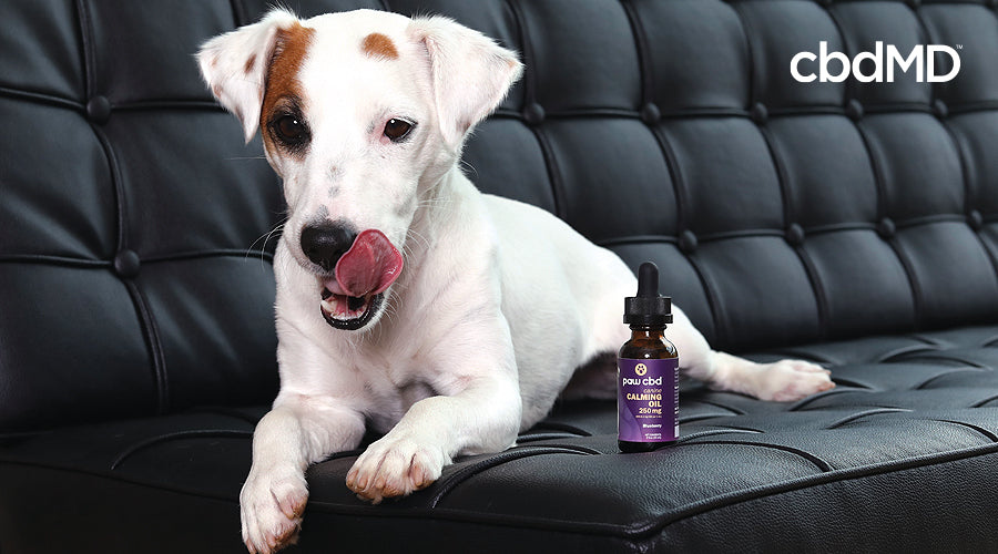 An older jack russell terrier sits on a black leather couch next to a bottle of paw cbd pet cbd calming tincture