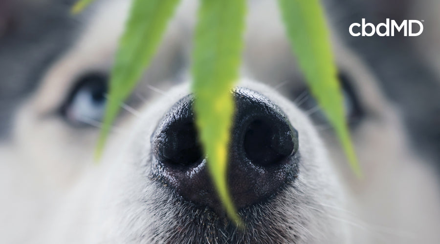 A husky with bright blue eyes looks up at a hanging hemp leaf