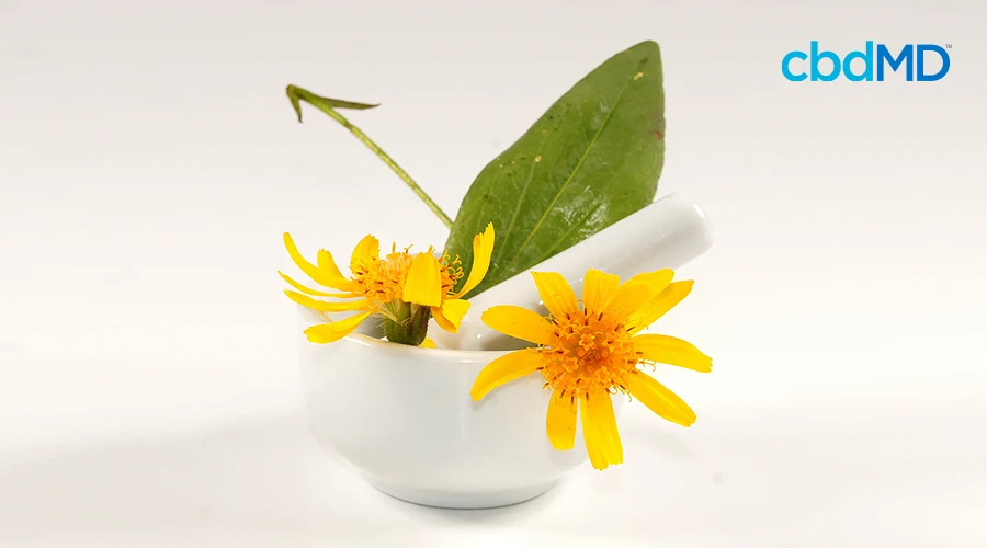 A mortar and pestle filled with bright yellow arnica flowers and green leaves rests on a white background