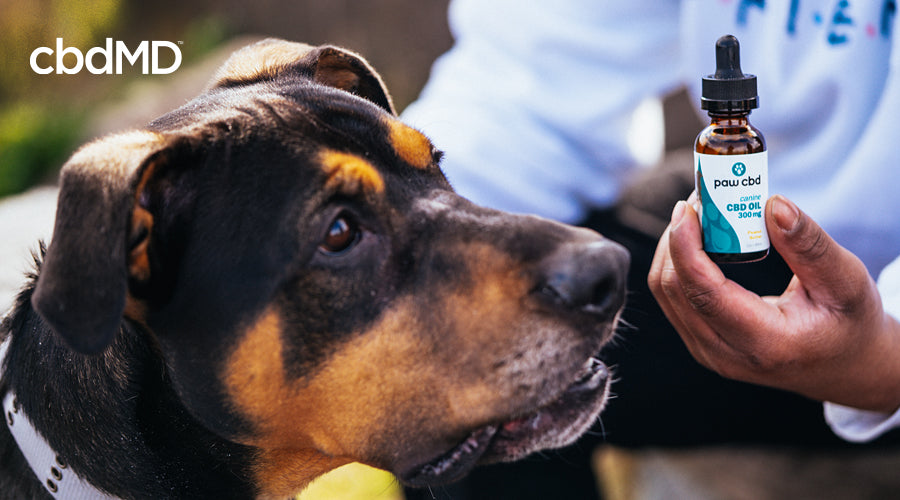 A Rottweiler sits prepared to get a little amount of cbd oil tincture for dogs from cbdmd