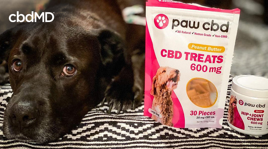 A black lab lays his head down beside a bag of cbd dog treats from cbdmd