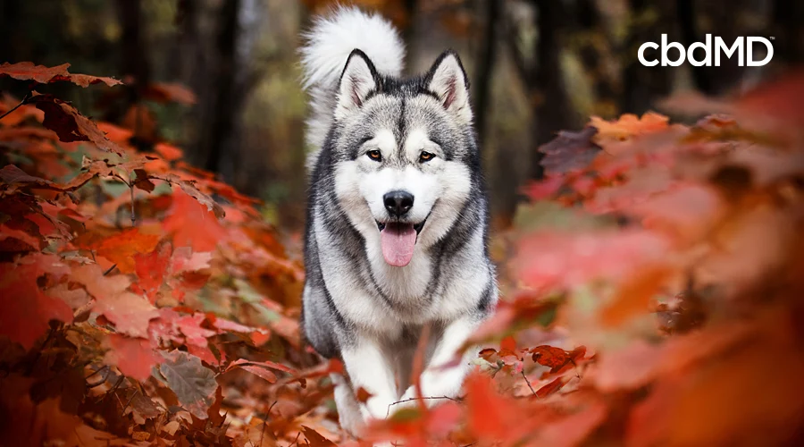A gorgeous husky runs down a path through the fall leaves