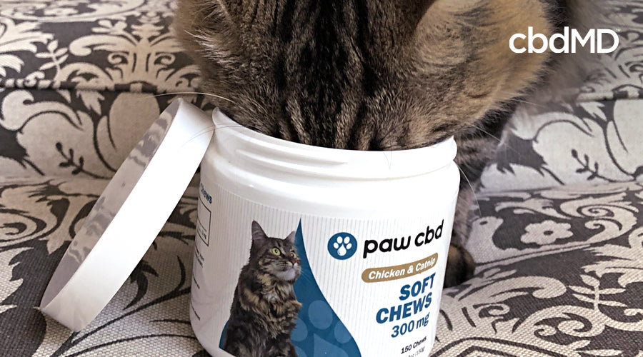 A grey and white tabby cat puts his head into bottle of 300 mg soft chews from cbdmd