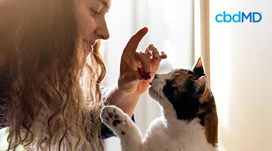A woman holds a handful of cbd treats from cbdmd out to her brown and white cat