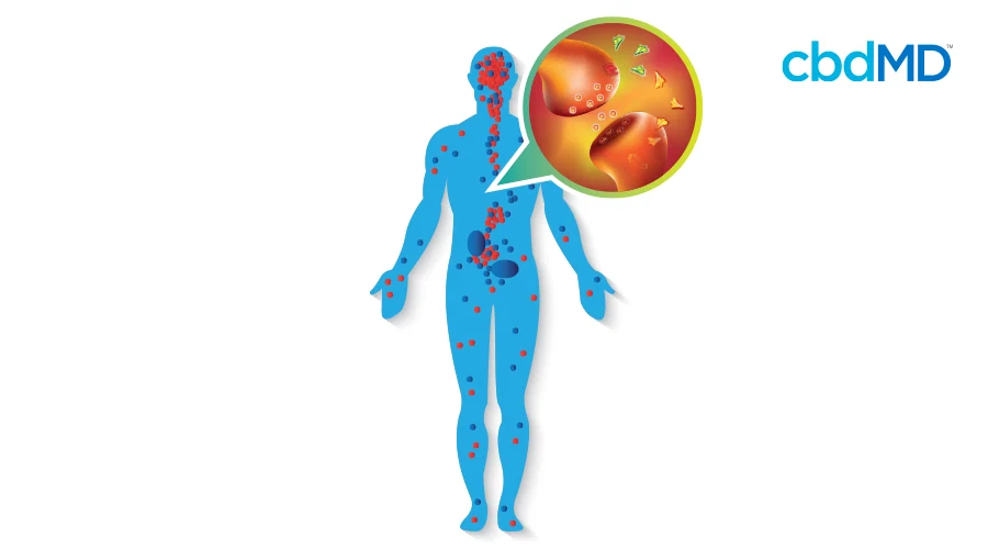 An outline of a human body in blue shows the receptors in the endocannabinoid system