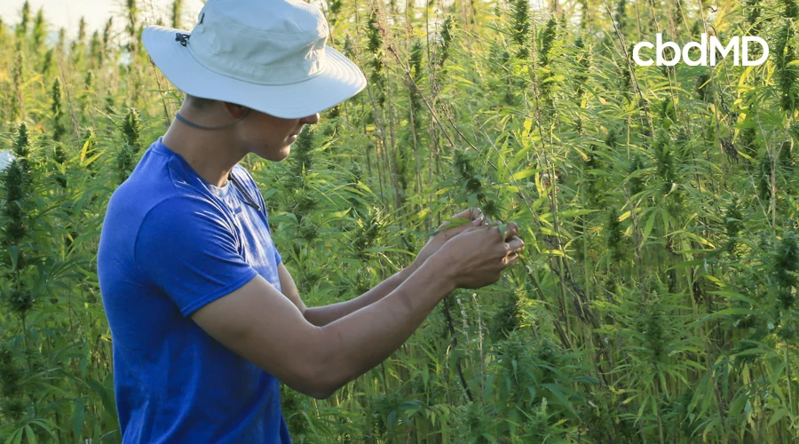 A young man in a blue shirt and white hat cultivates grown hemp plants