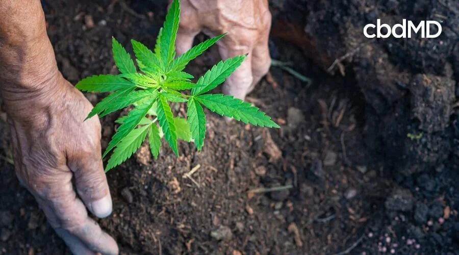 An old man's hands plant a hemp seedling in rich, dark soil